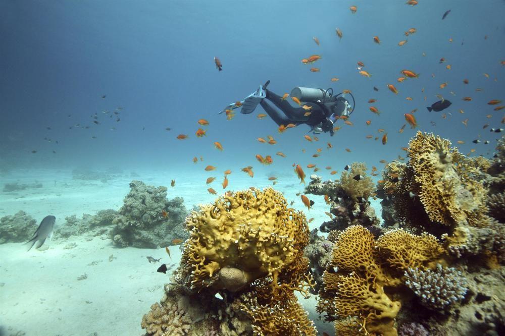 Sheraton Jeddah Hotel - Saudi Brothers Commercial Company Branch Exterior foto Scuba diving in the Red Sea